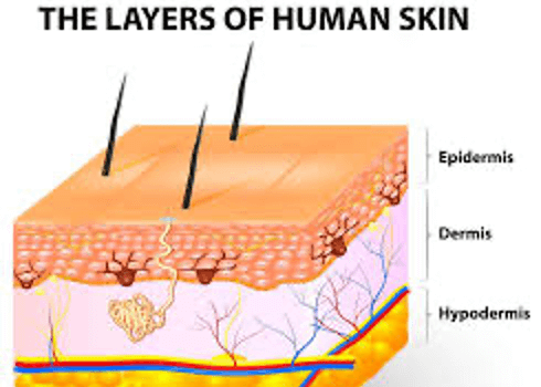 Layers of Skin